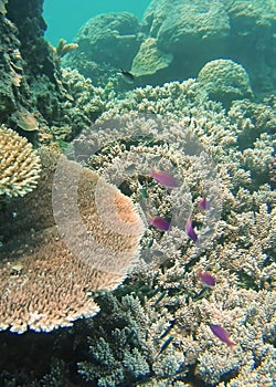 School of fish on the Great Barrier Reef