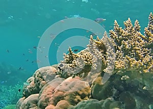 School of fish on the Great Barrier Reef