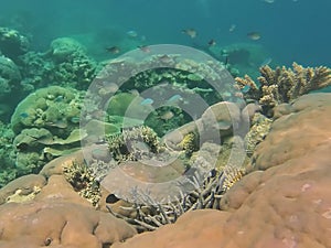 School of fish on the Great Barrier Reef