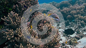 School of fish in Great Barrier Reef