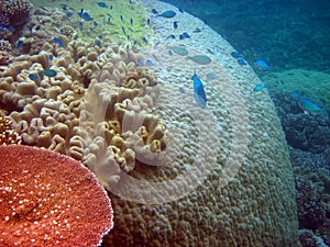 School of fish. Great Barrier Reef