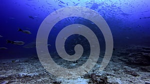 School of fish and group shark near people underwater ocean of Fiji.