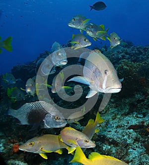 School of Fish - Grunts and Snappers - Cozumel photo