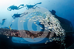 School of fish at the harruby wreck dive site in Phuket, Thailand