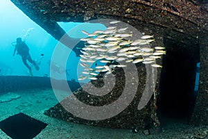 School of fish at the harruby wreck dive site in Phuket, Thailand