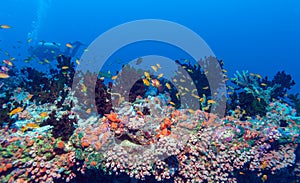 School of Fish near Coral Reef, Maldives