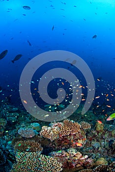School of fish over coral reef