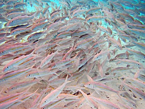 School of fish. Rarotonga underwater