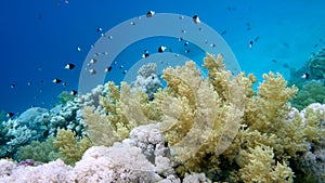 School of fish Sea goldie Pseudanthias squamipinnis and Bicolor Damselfish Chromis dimidiata swims over a coral reef