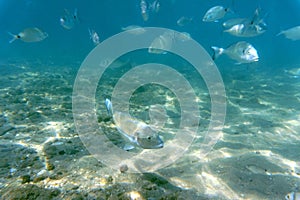 School of fish in the shallow waters of the Aegean Sea. The concept of nature. Ichthyology is the science of fish.