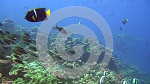 School of fish and shark on background underwater in sea of Galapagos Islands.