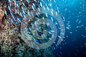 A school of fish swimming towards the camera on a coral reef on Red Sea