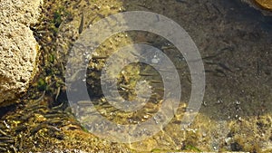 School of fish swims quickly near the shore of the Adriatic sea. Montenegro, Mogren beach in Budva