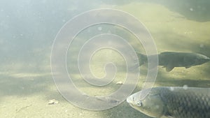 School of fish swims underwater in an aquarium