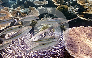 School of fish telmatochromis vittatus over coral reef