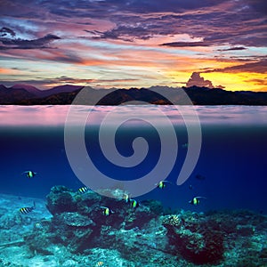 School of fish in the tropical ocean on beautiful sunset splitted by waterline