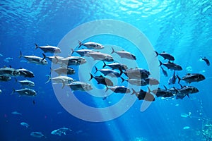 School of fish underwater at an aquarium