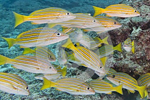 A school of fish underwater