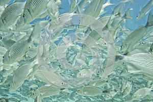 A school of fish underwater