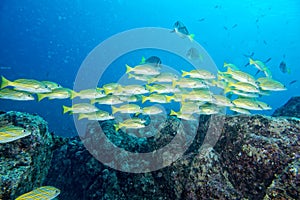 A school of fish underwater