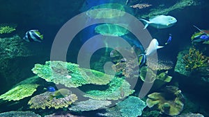 School of fish of various species swimming in clean blue water of large aquarium. Marine underwater tropical life