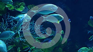 School of fish of various species swimming in clean blue water of large aquarium. Marine underwater tropical life