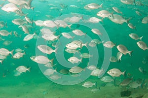 A school of fish in the water.