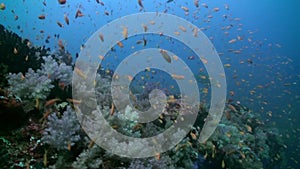 School flock of colorful fish in sea soup on reef.