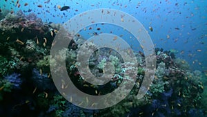 School flock of colorful fish in sea soup on reef.