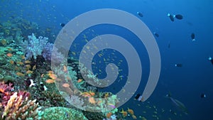 School flock of colorful fish in sea soup on reef.