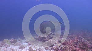 School flock of colorful fish in sea soup on reef.