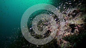 School flock of glass fish on the reef at dusk.