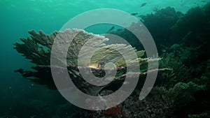 School flock of glass fish on the reef at dusk.