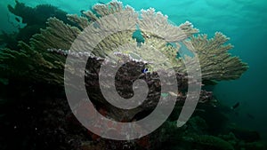 School flock of glass fish on the reef at dusk.