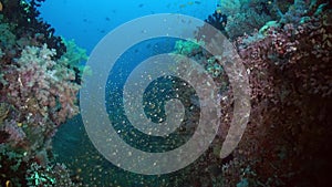 School flock of glass fish on the reef at dusk.