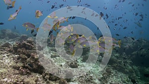 School flock of glass fish on the reef at dusk.