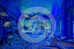 School of freshwater fish in the aquarium