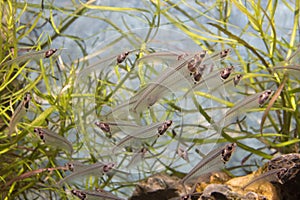 A school of glass catfish Kryptopterus bicirrhis swimming in an aquarium