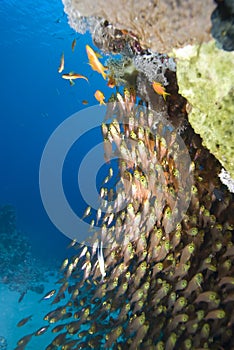 School of glass fish