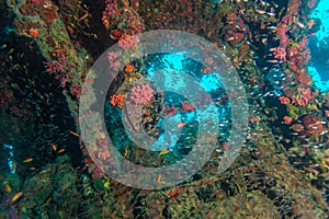 School of Glass Fish inside Shipwreck