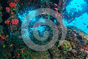 School of Glass Fish inside Shipwreck