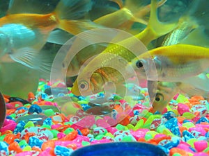 A school of goldfish swimming at the bottom of a brightly colored fish tank