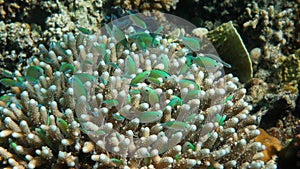School of Green Chromis in the Coral