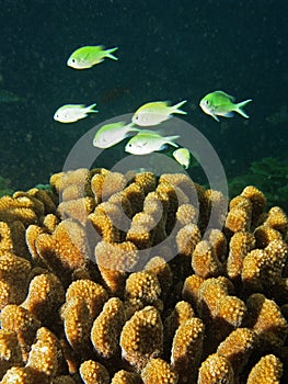 School of Green Chromis in the coral reef