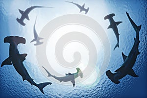 School of hammerhead sharks circling from above the ocean depths.