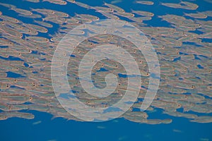 School of Hardyhead Silversides