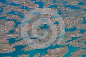 School of Hardyhead Silversides