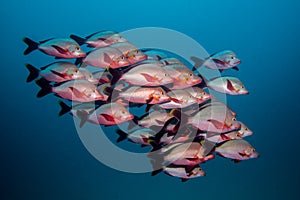 School of Humpback Snapper fish swimming in open water together.