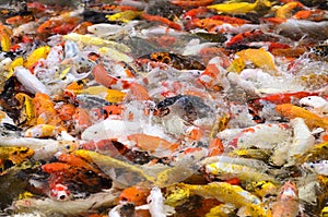School of hungry Koi carp fish