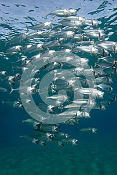 A school of Indian mackerel